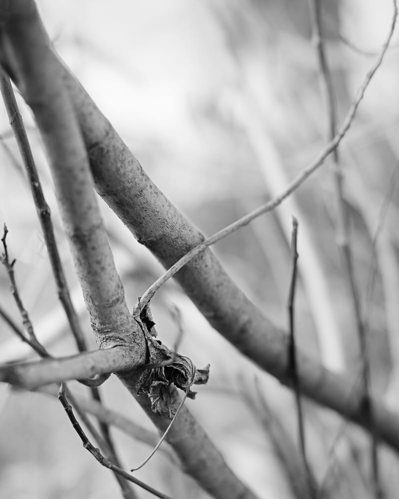 Janelle Lynch Fig Trees 1 (Barcelona), 2009