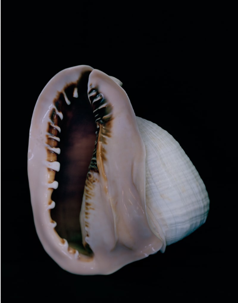 Esther Teichmann Untitled from Fractal Scars, Salt Water and Tears, 2012-14