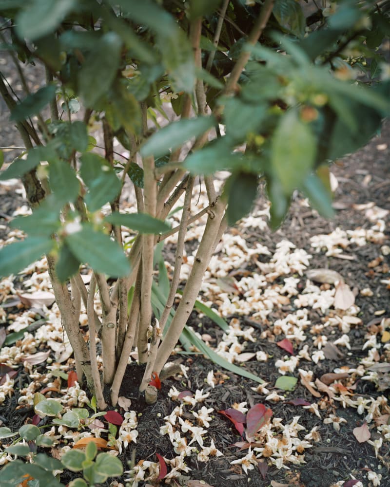 Janelle Lynch Saint Luke’s Fall, 2019