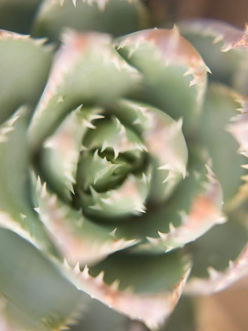 Mona Kuhn, Succulents 11, 2018