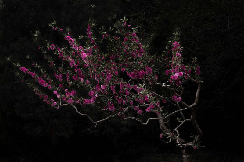 Shen Wei Peach Tree, 2014