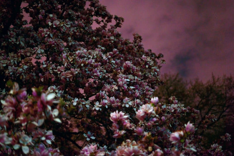 Shen Wei Magnolia 3688, 2019