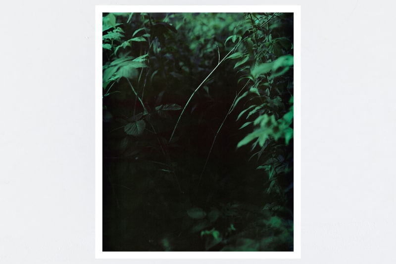 Janelle Lynch Night, 2015