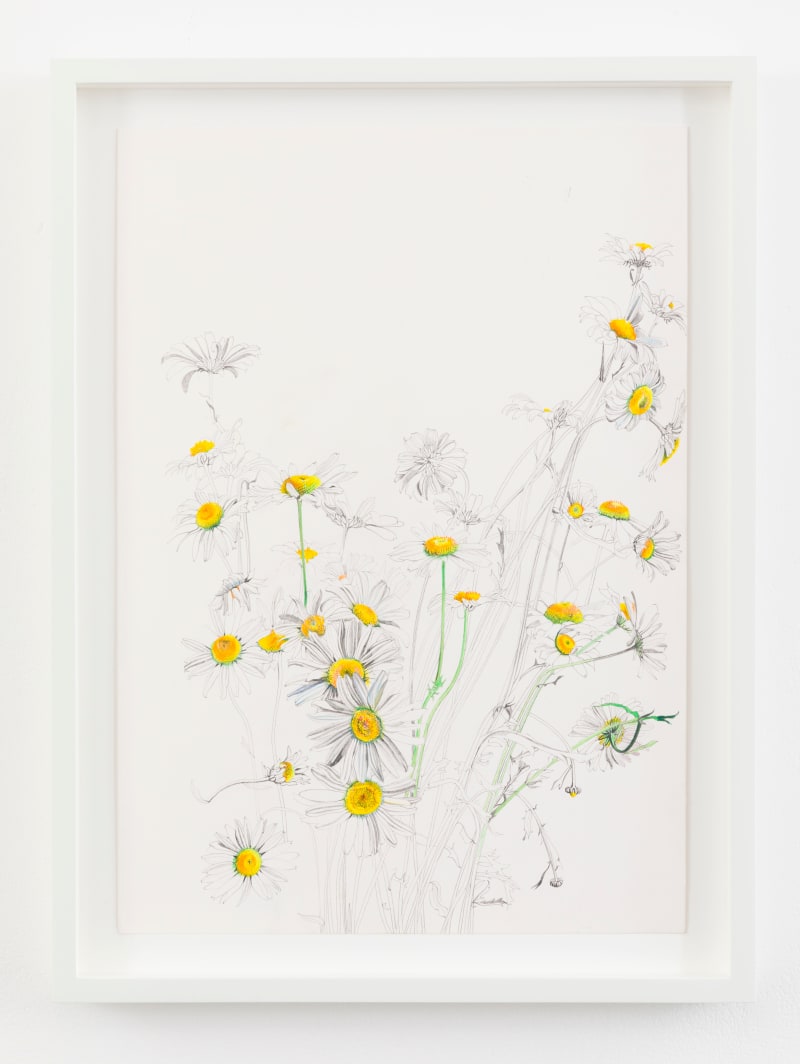 Ishbel Myerscough Daisies, 2024