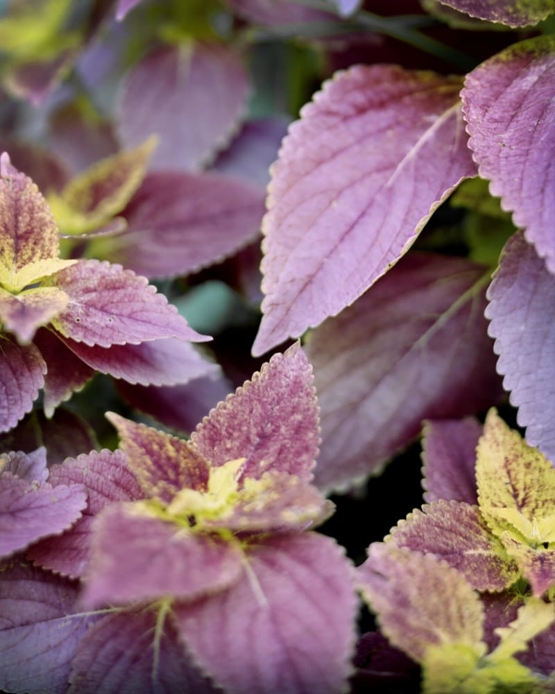 Janelle Lynch After Alan Lightman, 2019