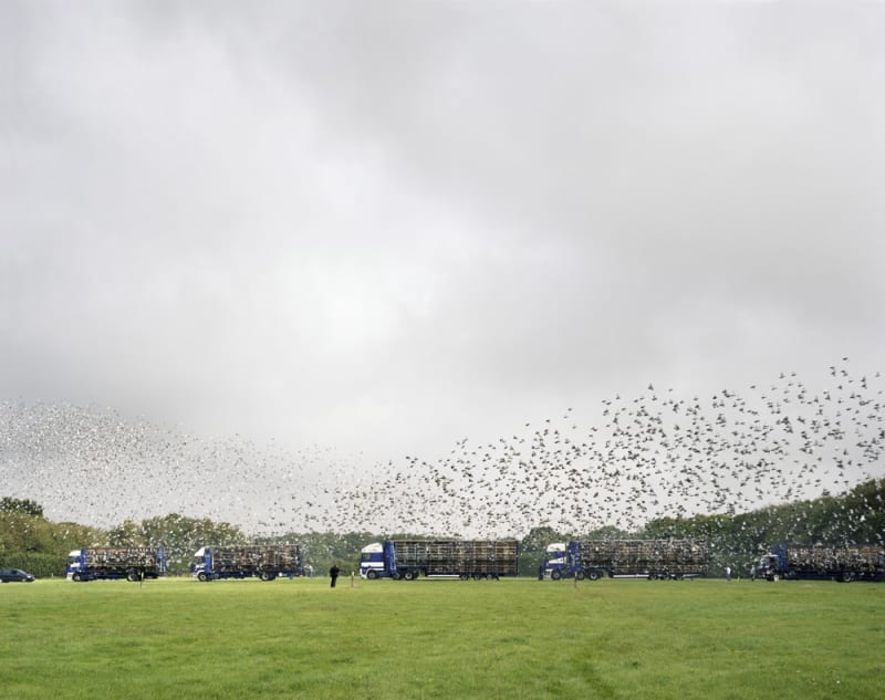 Simon Roberts Maidstone Young Bird National Pigeon Race, Maidstone, Kent, 2008