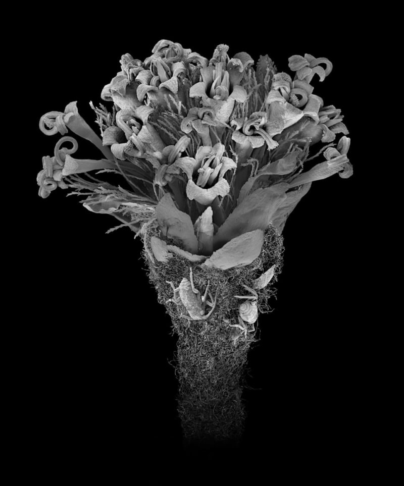 Michael Benson Flowering Adriatic Plant with Aphids, 2023