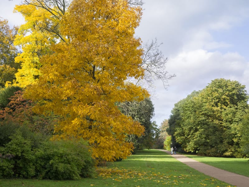 Simon Roberts The National Arboretum, Westonbirt, Gloucestershire, 2013