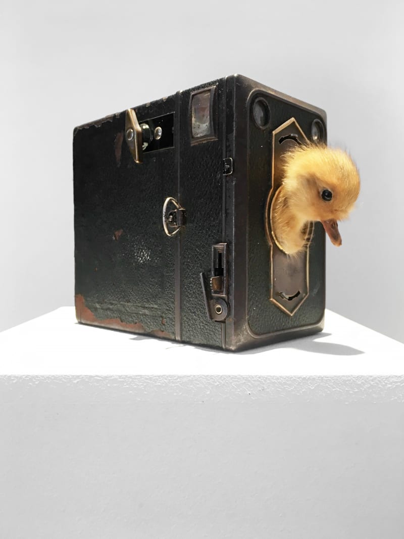 Nancy Fouts Look at the Birdie, 2012
