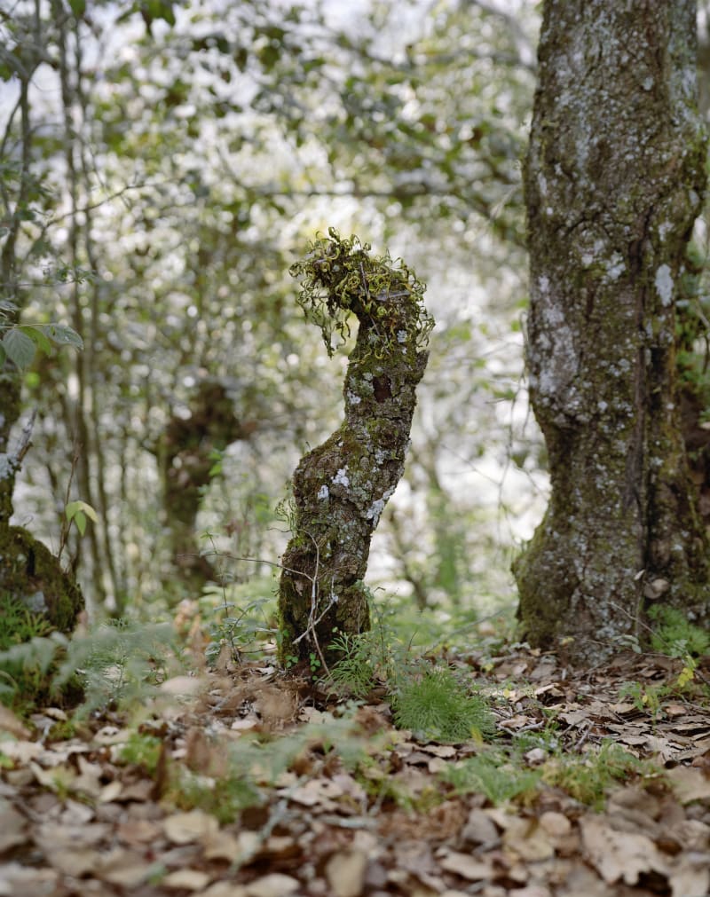 Janelle Lynch Josephine, 2006