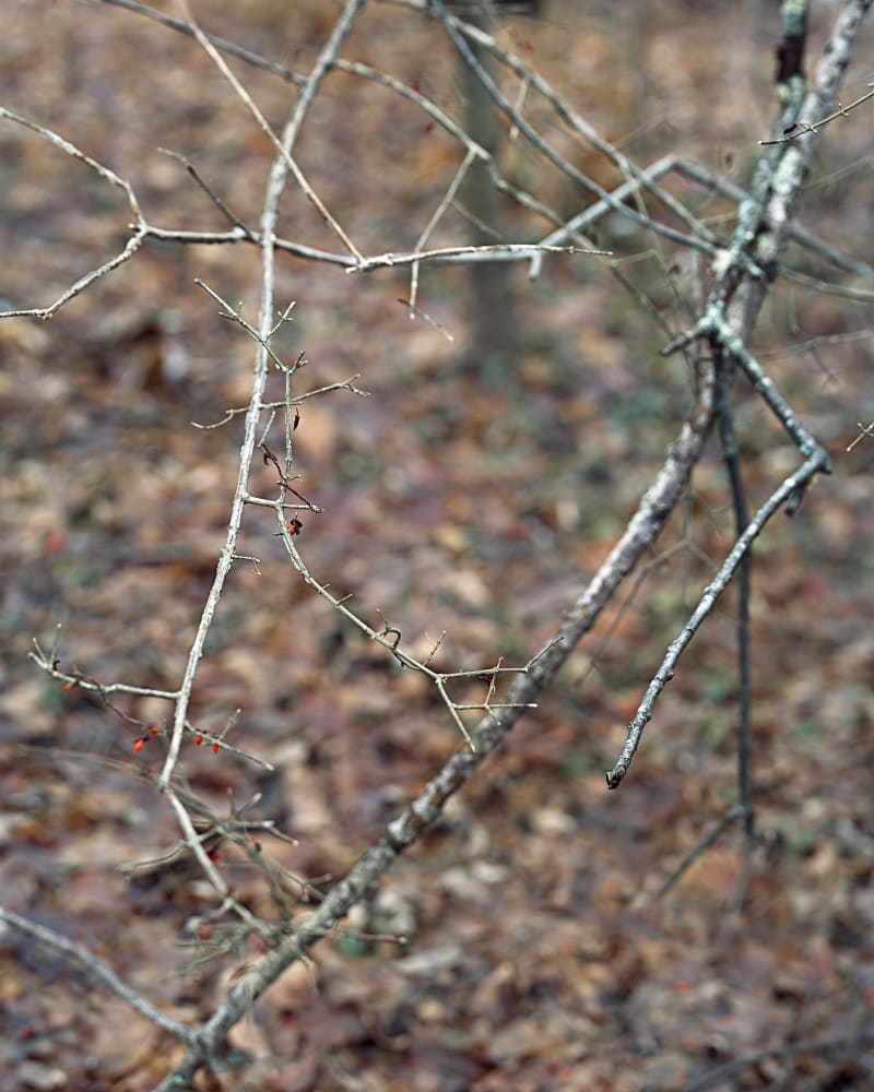 Janelle Lynch Thanksgiving, 2016