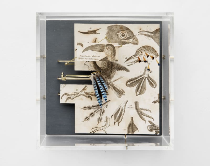 Jane Edden, Avian Assemblage, 2017