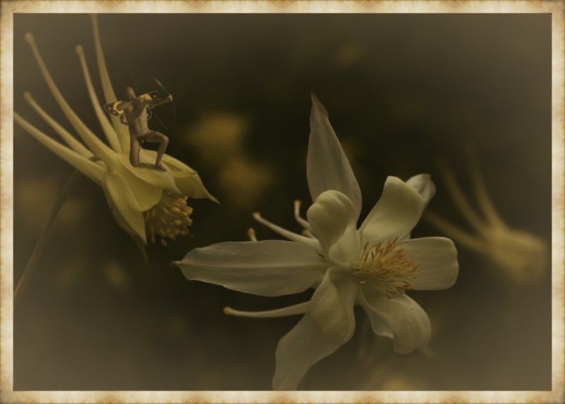 Angela Lizon Aquilegia, 2022