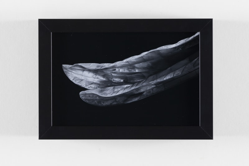 Michael Benson Dragonfly Wings, 2020