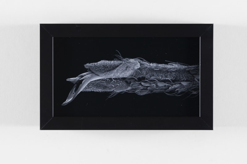 Michael Benson Mosquito Proboscis, 2020