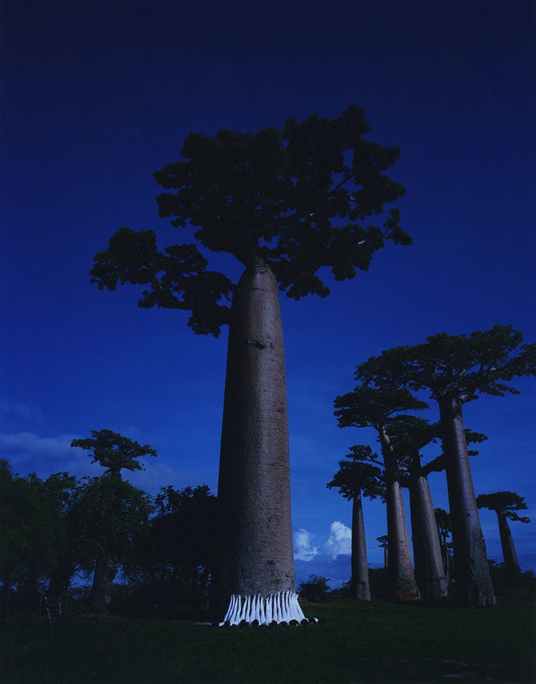 Scarlett Hooft Graafland Moonlight Renala, 2019