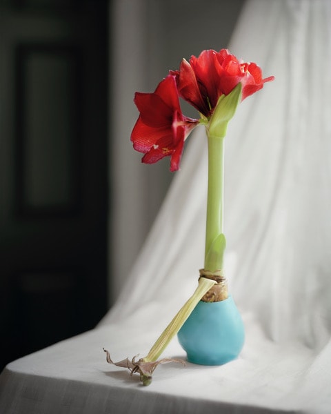Janelle Lynch April Amaryllis, 2020