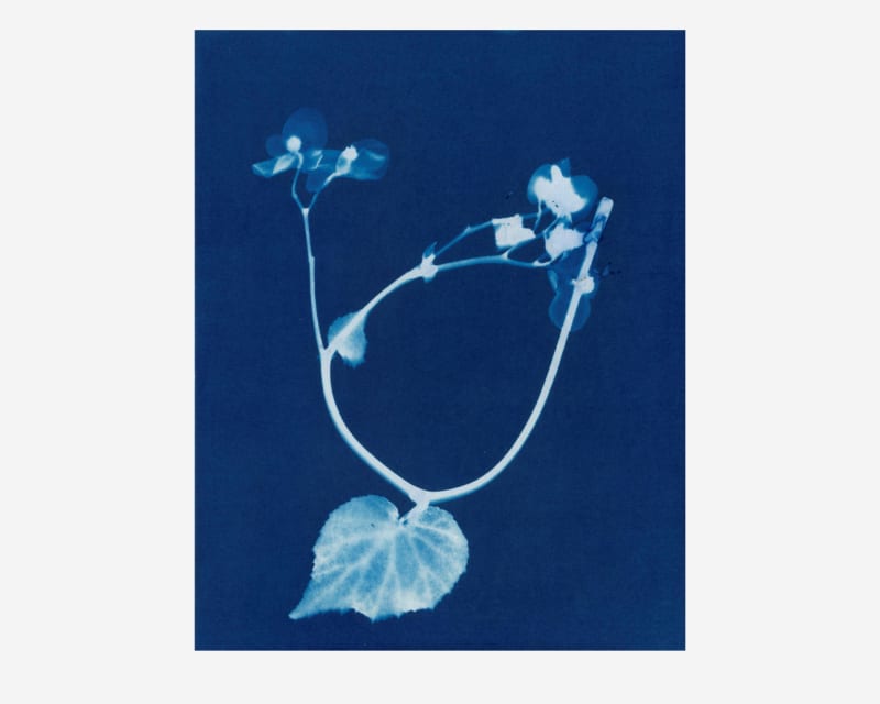 Janelle Lynch Perennial Begonia, 2021