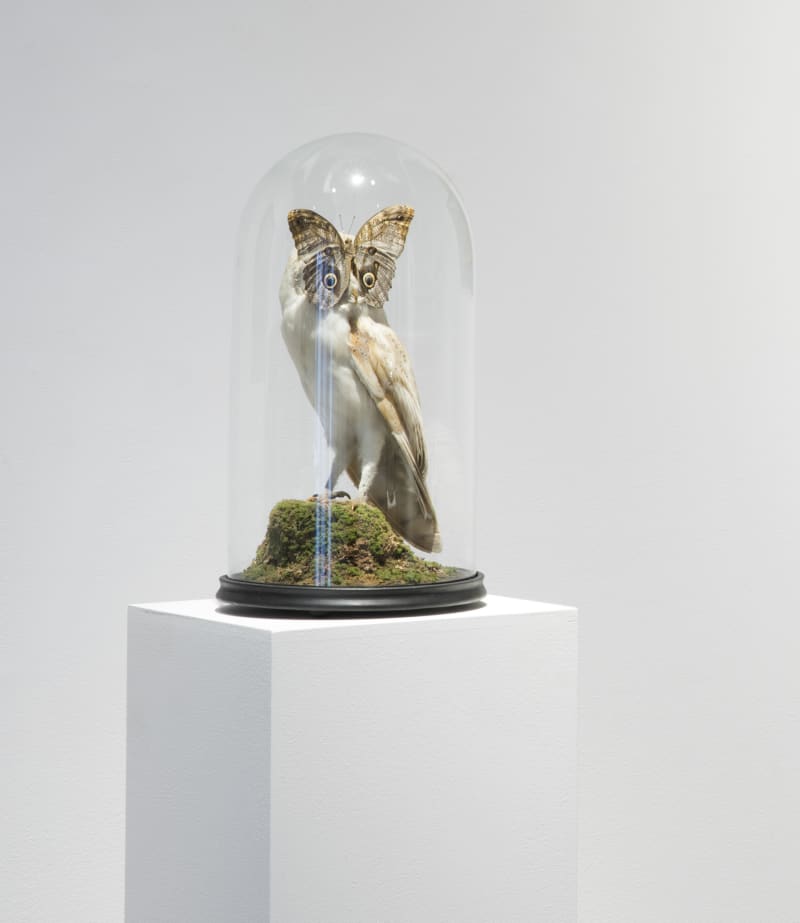 Nancy Fouts Butterfly Owl, 5, 2012