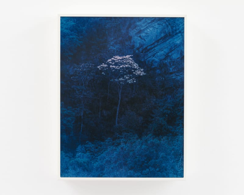 Cody Cobb CC23.1937, 2023