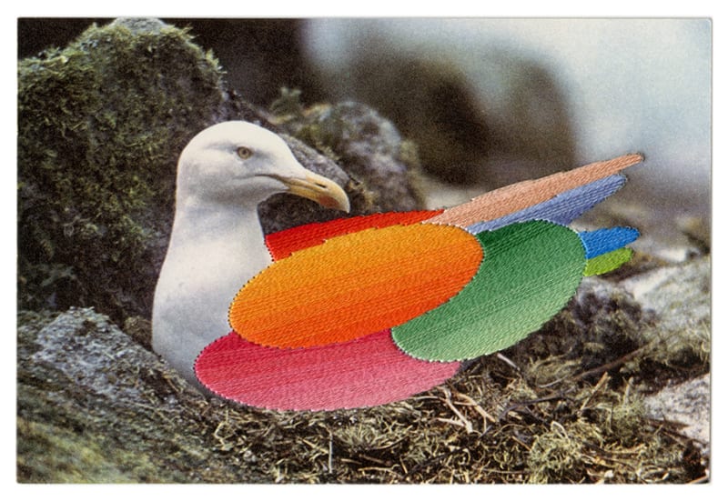 Julie Cockburn Plumage 3, 2019