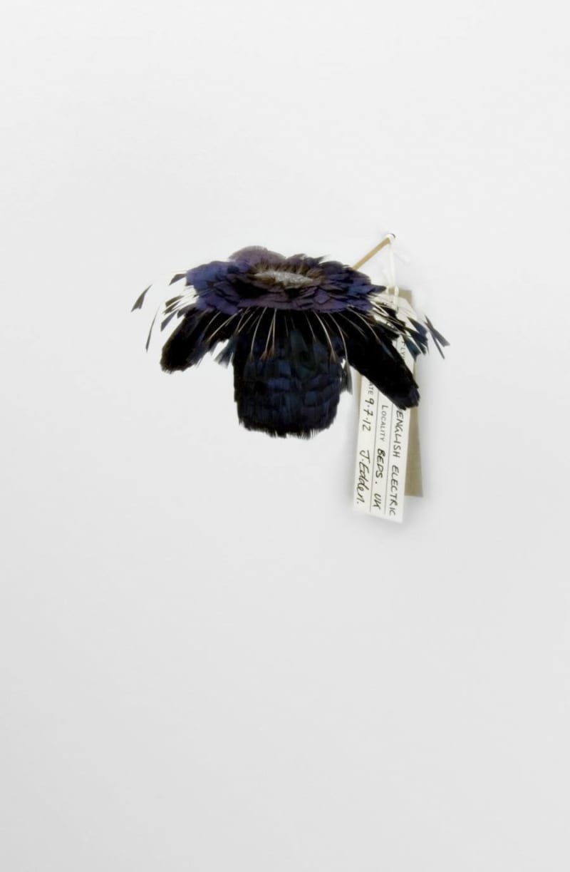 Jane Edden 10 English Electric Wren, 2012