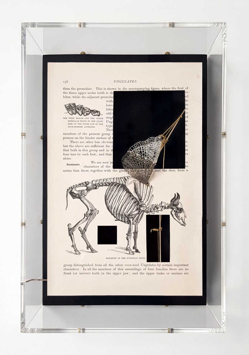 Jane Edden Ungulate (Bison), 2019