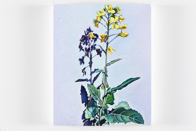 Ishbel Myerscough More Than a Weed, 2020