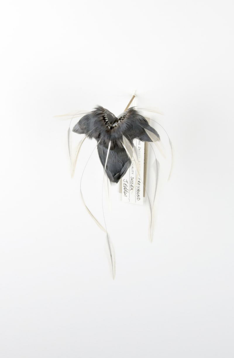 Jane Edden Austin Greyhound, 2014