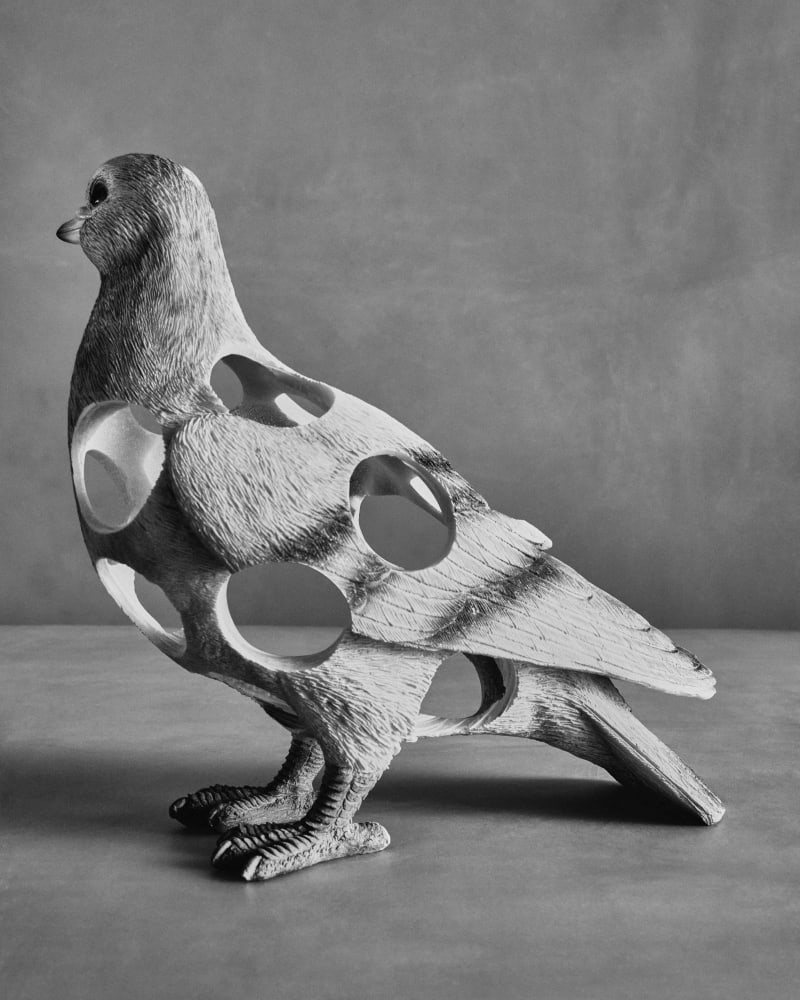 Lisa Jahovic Pigeon, 2023