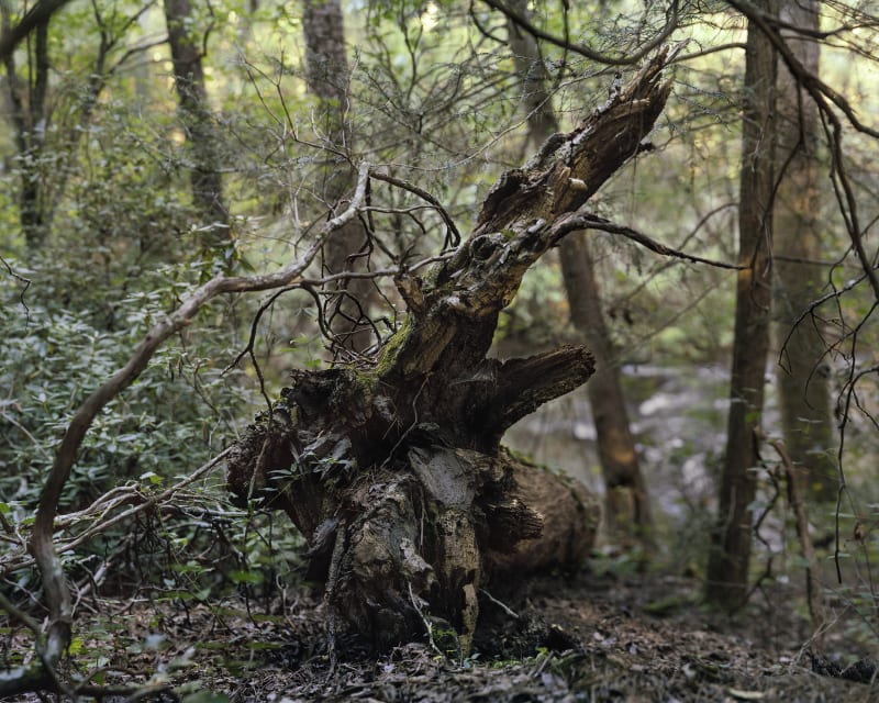 Janelle Lynch After Tony Smith, 2020