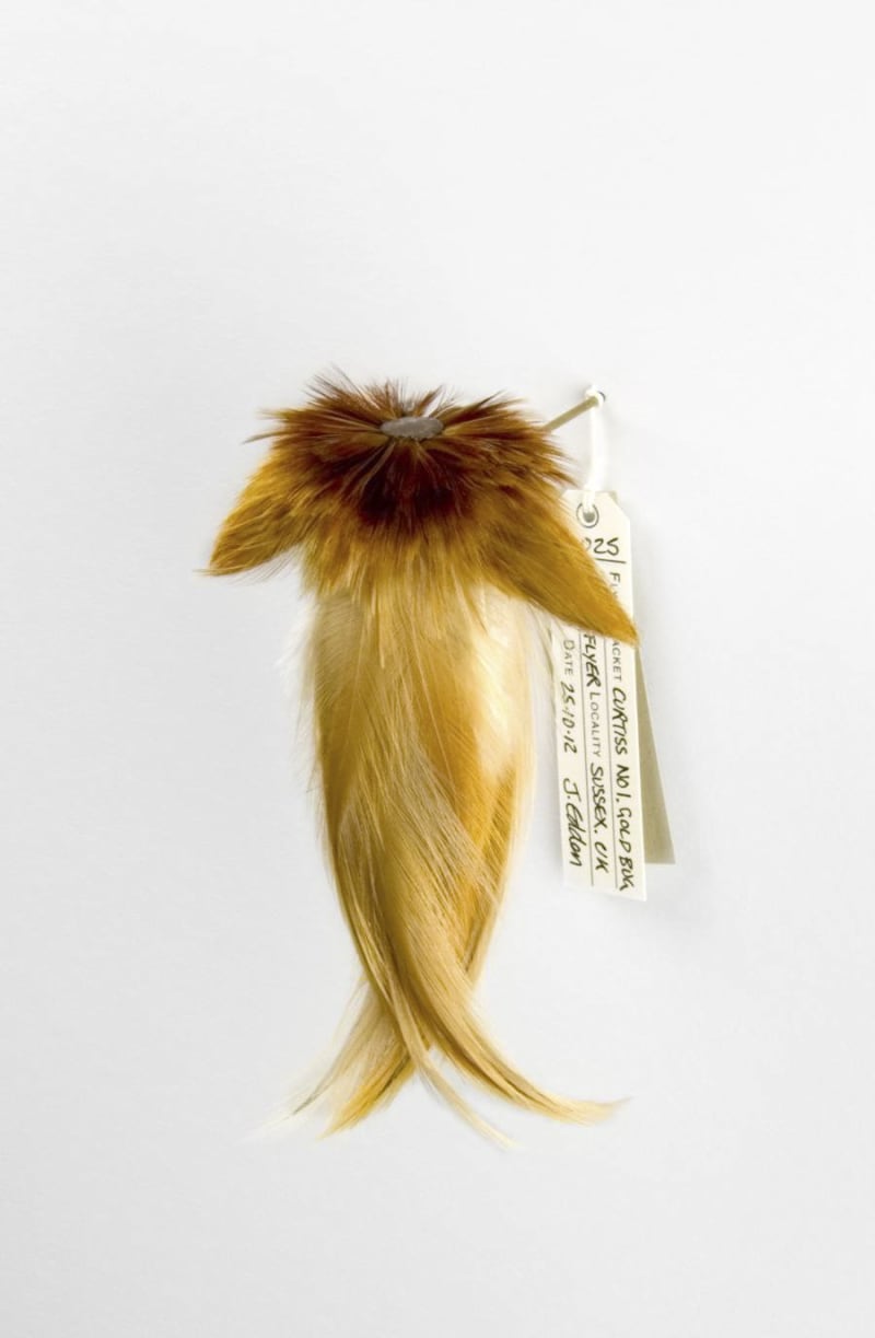 Jane Edden 25 Curtiss No.1 Gold Bug/Golden Flyer, 2012