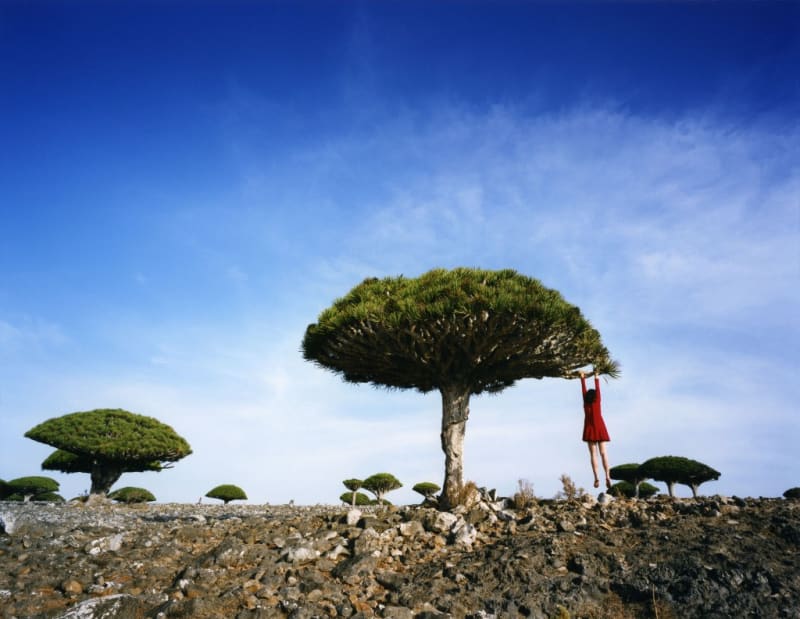 Scarlett Hooft Graafland Dragon's Blood, Yemen, Socotra, 2014