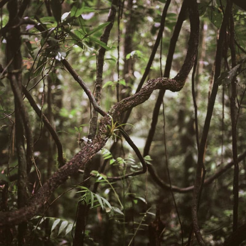 Mona Kuhn, Mango Roots, 2009