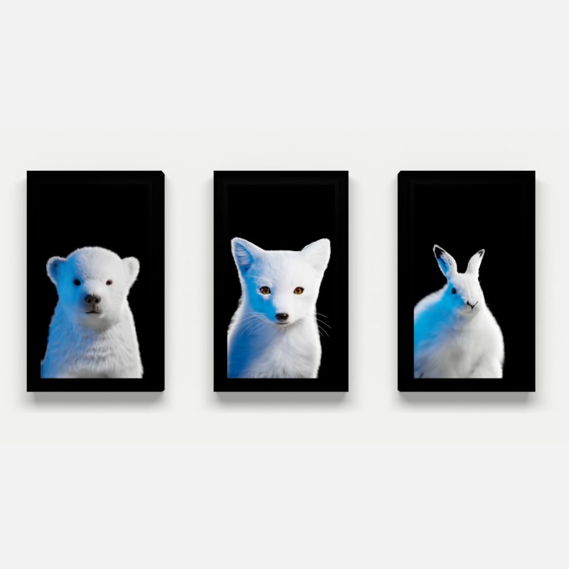 Dominic Harris Arctic Souls: Polar Bear, Arctic Fox, Arctic Hare