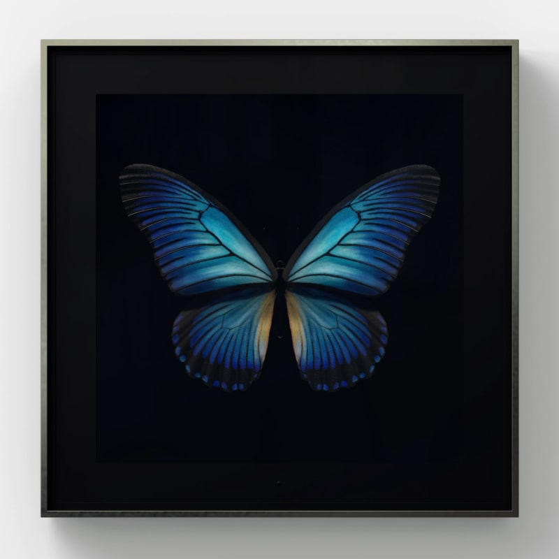 Dominic Harris Metamorphosis Solo: Giant Blue Swallowtail