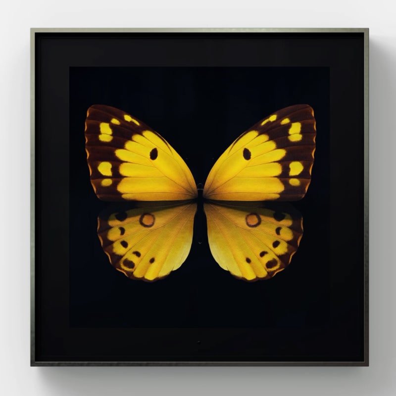 Dominic Harris Solo, Clouded Yellow