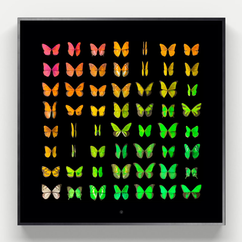Dominic Harris Metamorphosis: Unseen