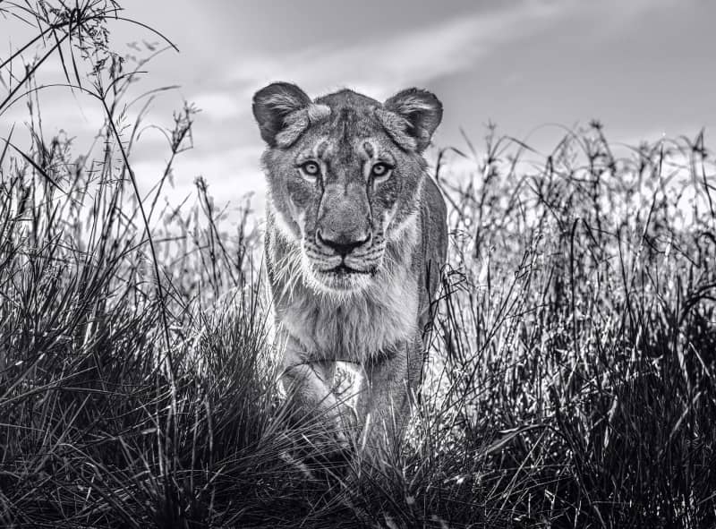 David Yarrow, The Hunter, 2020