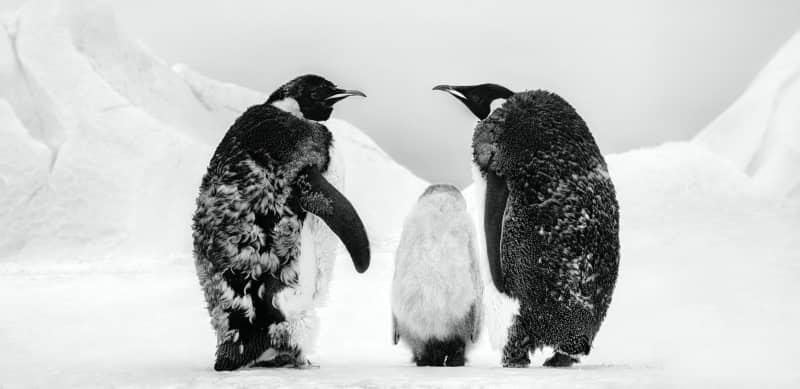 David Yarrow: Penguins | Maddox Gallery
