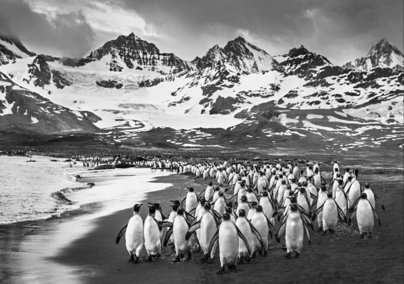 David Yarrow, The Breakfast Club, 2018