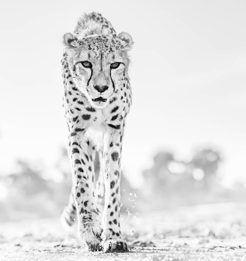 David Yarrow, Hot Legs, 2019
