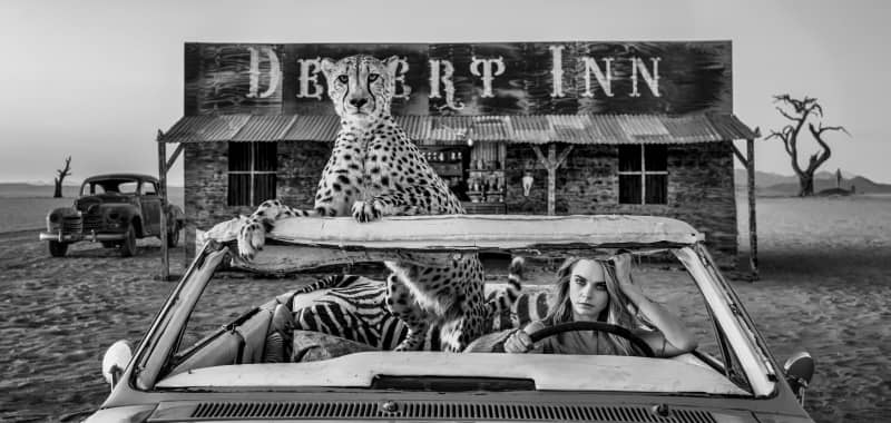 David Yarrow, Bad Asses, 2024