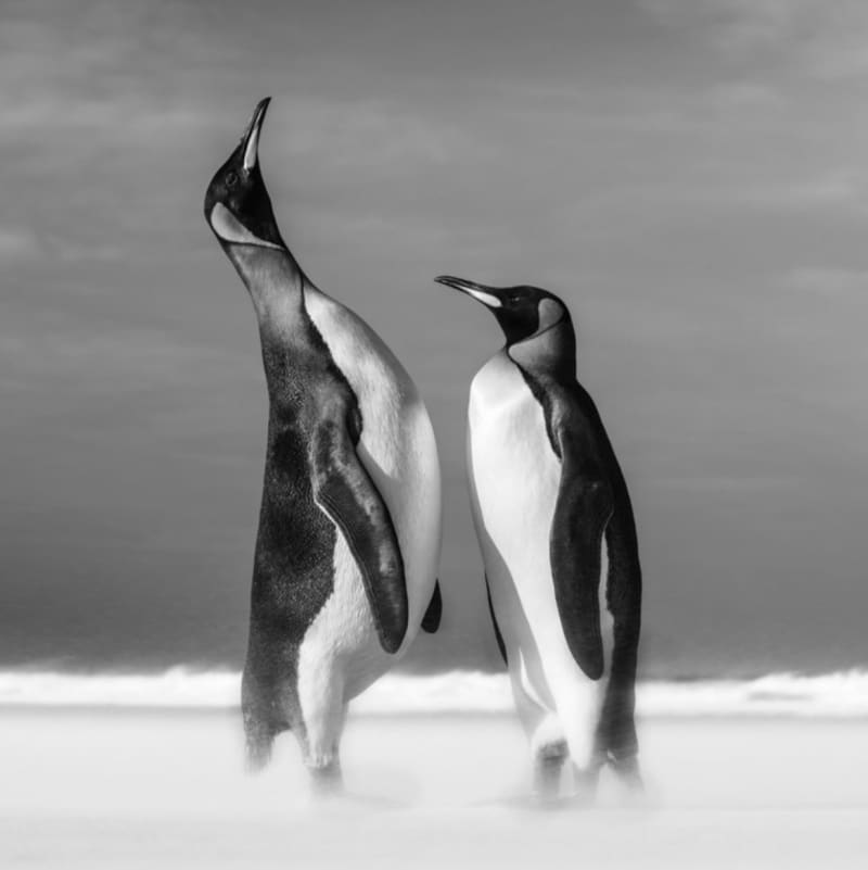 テネシー野郎2 原画penguin art2 178-知らない-part-79-penguin-