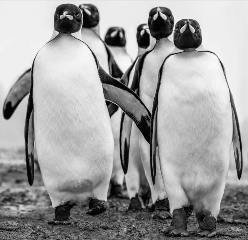 David Yarrow: Penguins | Maddox Gallery