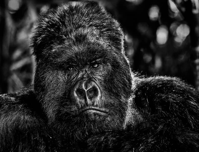 David Yarrow, The Governor, 2019