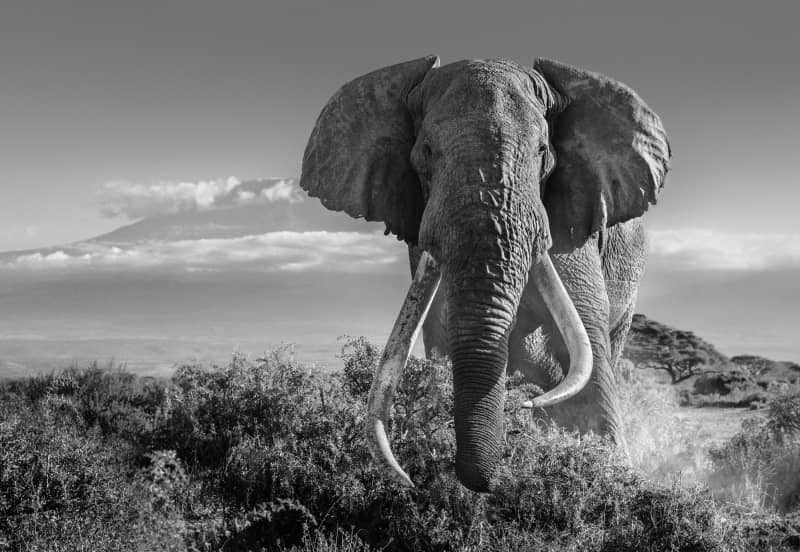 David Yarrow Elephants Maddox Gallery