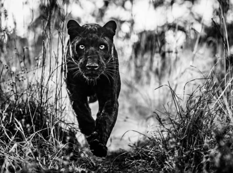 David Yarrow, The Black Panther Returns, 2019