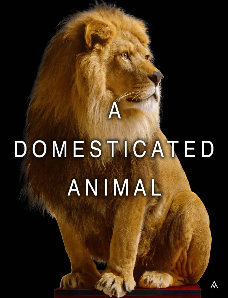 Massimo Agostinelli, Docile as Man Tamed It, 2017
