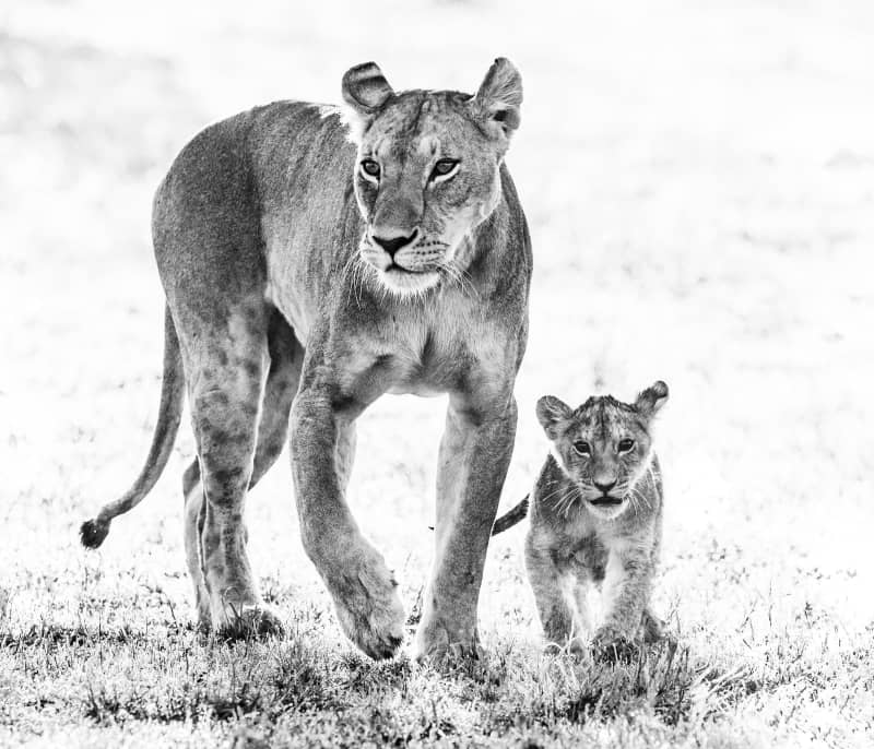 David Yarrow, Mothers Day, 2017
